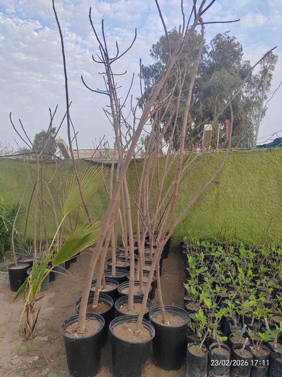 🌿🔥 متوفر لدينا شتلات تين بعدة نوعيات مميزة 🔥🌿
نوفر أفضل أنواع التين المثمرة والمضمونة 👌
🌱 الأنواع المتوفرة:
• التين التركي الأصفر
• تين عبيد
• تين بني مسلم
🌳 شتلات قوية ومختارة بعناية
🌞 تتحمل أجواء العراق وتنتج ثمار غزيرة بإذن الله
💰 الأسعار تبدأ من 2000 دينار إلى 9000 دينار
(حسب النوع والحجم)
📍 الكمية محدودة
للاستفسار والحجز راسلنا على الخاص 📩

للتواصل (*********** / ***********)

 موقع المشتل ( الحساوية مجاور ملعب الشعب)

وقت العمل العصر فقط من الساعة 3 الى اذان المغرب
بأدارة محمد عماد
