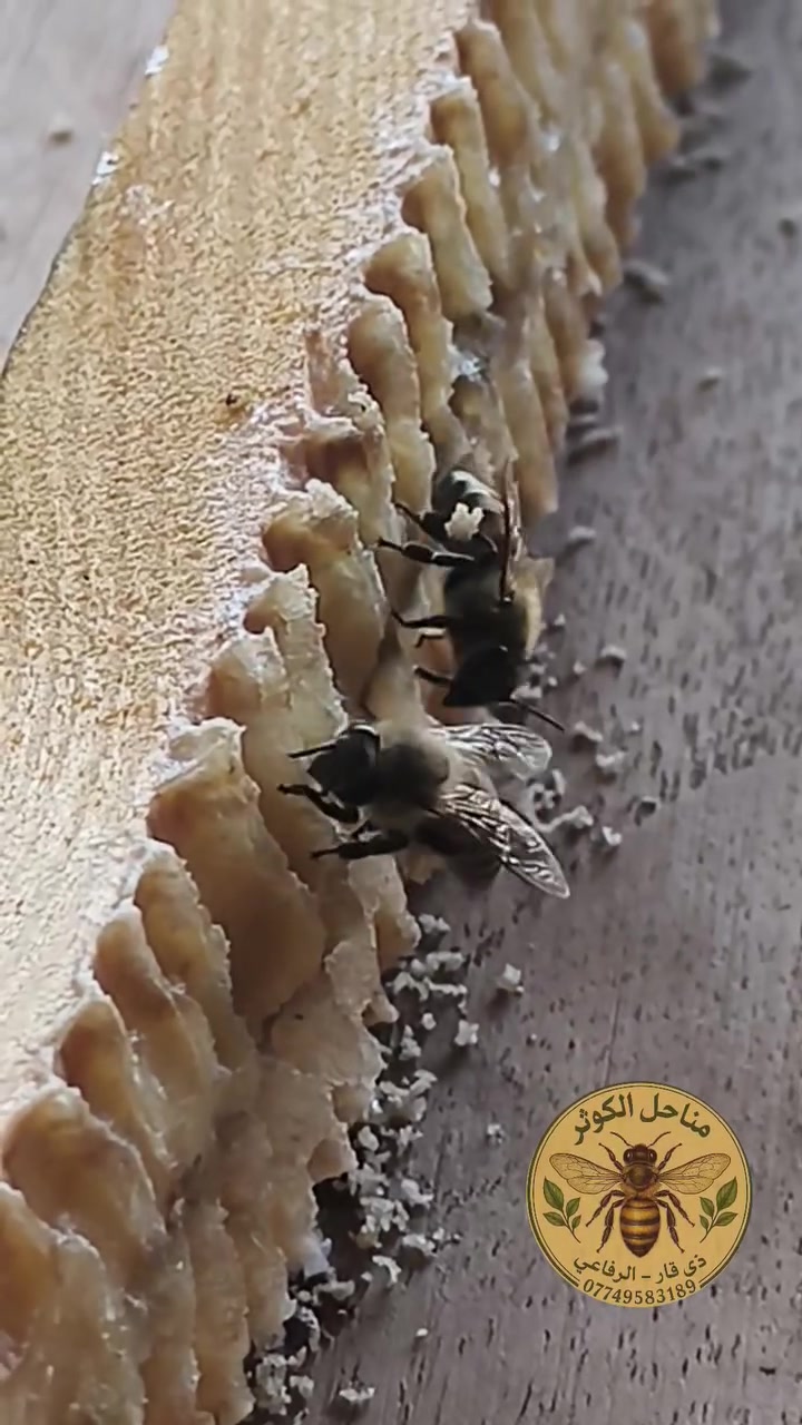 سبحان الله! 🐝 شاهد كيف يقوم النحل بإعادة تدوير وجمع بقايا الشمع من الإطارات بكل دقة ونظام. هندسة ربانية لا تتوقف عن إبهارنا.
​شارك الفيديو ليستفيد غيرك الدال على الخير كفاعله الدال على الخير كفاعله ✨
​واتساب : ***********
#عالم_النحل #تربية_النحل #سبحان_الله #معلومات_غريبة #نحل_العسل #العراق #مناحل #ترند_تيك_توك #explore #reels #الوطن_العربي #بغداد #البصرة #كربلاء #واسط #بابل #الحلة #عسل #كوت

موسيقى: Sunshine And Lollipops
عازف: Cool Hand Juke (from Audiio)
