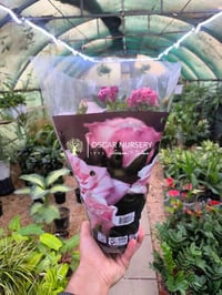 جوري هولندي • مشتل الأوسكار • توصيل النجف