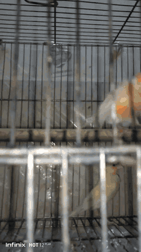 متاح سبع اصوات التك ٣٠العدد ٣مكان فلوجه قرب ماكولات احمد ياسين ***********
