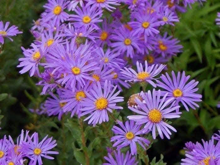 نبات عش الغراب.🥰🌿
توفرت لدينا شتلاته صغيرة  ازرعها الان لتستمتع بازهارها في الربيع 
 من أجمل النباتات الدائمية والمتحملة للحرارة والبرودة  تزهر في الربيع  والصيف والخريف 
تعطي منضر رائع .. بازار ارجوانية  جاذبة للفراشات 
تتكاثر بالخلفات  .. 
للحجز واتساب  *********** 
العنوان/ بغداد الداوودي شارع هيل وزعفران خلف ثانوية الفضيلة 
متوفره الان سعر الشتلة  ٣  الاف فقط 🌹 كثيفه وحامله للحنابد بكثره  🌹

يوجد توصيل بغداد
