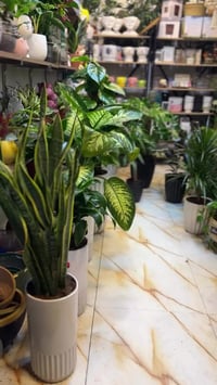 نباتات هولندية • حجم كبير • هدية عيد الأم