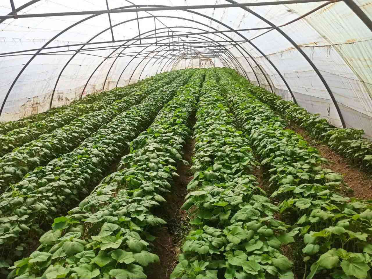 ***********السلام عليكم اخوان متوفر بيوت عراقي مقلوين الحديد 2 ملم للبيع السعر باع مليون و300 هونا والابواب والصوندات وكامل العنوان ديوانيه
