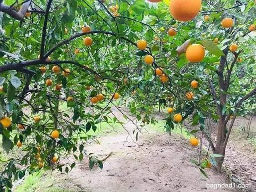 #مشتل_نور_الهدى  **يرحب بكم**
   🌲🌲🌲🌲🌲🌲🌲🌲
وصول وجبة جديدة
من الحمضيات والبرتقال العراقي
اسماعيل ***********
احمد.     *********** 
العنوان محافظة الانبار- حديثة صعدة الحي العسكري 
مقابل سالم للادوات الاحتياطية / مجاور فلس ونصف
