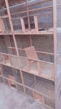 السلام عليكم قفص طيور يرهم حمام ويرهم طيور بلابل 9 خانات السعر 60 وبي مجال


**إذا كنت صاحب هذا الإعلان وتريد حذفه لأي سبب، رجاءا أرسل رسالة إلى الدعم الفني**