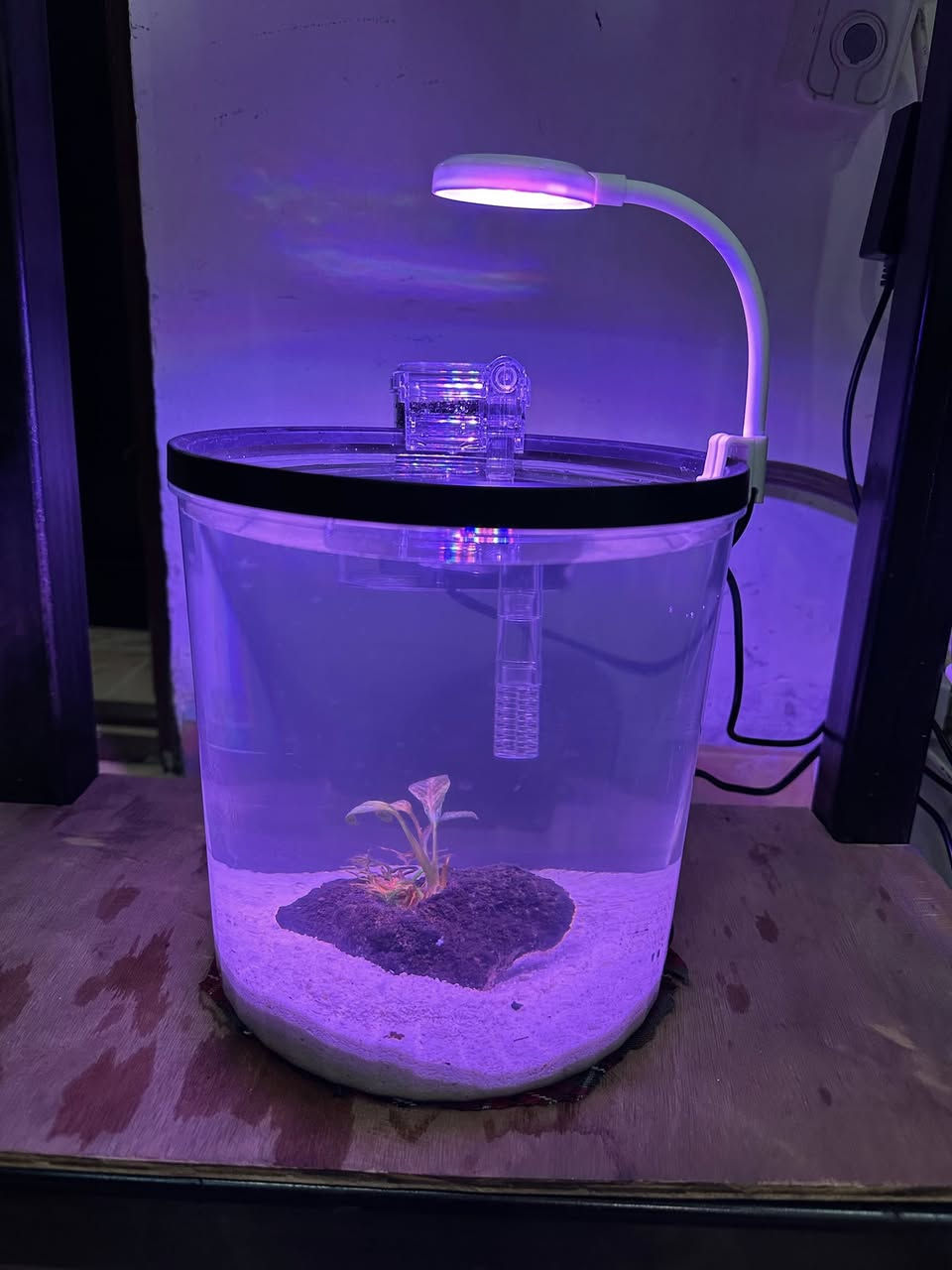 نرخی ٥٠ هەزار
حەوزی گیایی بۆ فایتەر دیزاین كراوە
ئاوگۆڕینی ناوێت بۆ مدەیەكی زۆر
فلتەری بایۆلۆجی لەسەرە
لیدێكی هەڵواسراوی لەسەرە
بە ٣ مۆدی جیاواز ئیش ئەكات
مۆدی یەكەم سپی
مۆدی دووەم پەمەیی و شین 
مۆدی سێیەم سپی و پەمەیی و شین
 بنی حەوزەكە لمی سپی ڕازاوەتەوە
گیایەكی سروشتی  لەگەڵە كە سودی زۆرە بۆ ماسی فایتەر
قیاسی بەرزی ٢٠ سم وە تیرەكەی ٢٠ سم
جۆری حەوز ئاركلیك  
_______________________
ئەوەی ویستی نامە بنێرێت لە واتس ئەپ یا ڤایبەر 
***********
گەیاندنمان بە تەواوی كوردستان هەیە
