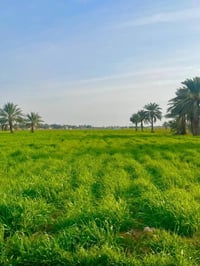 4 دوانم • طابو زراعي • كربلاء طويريج