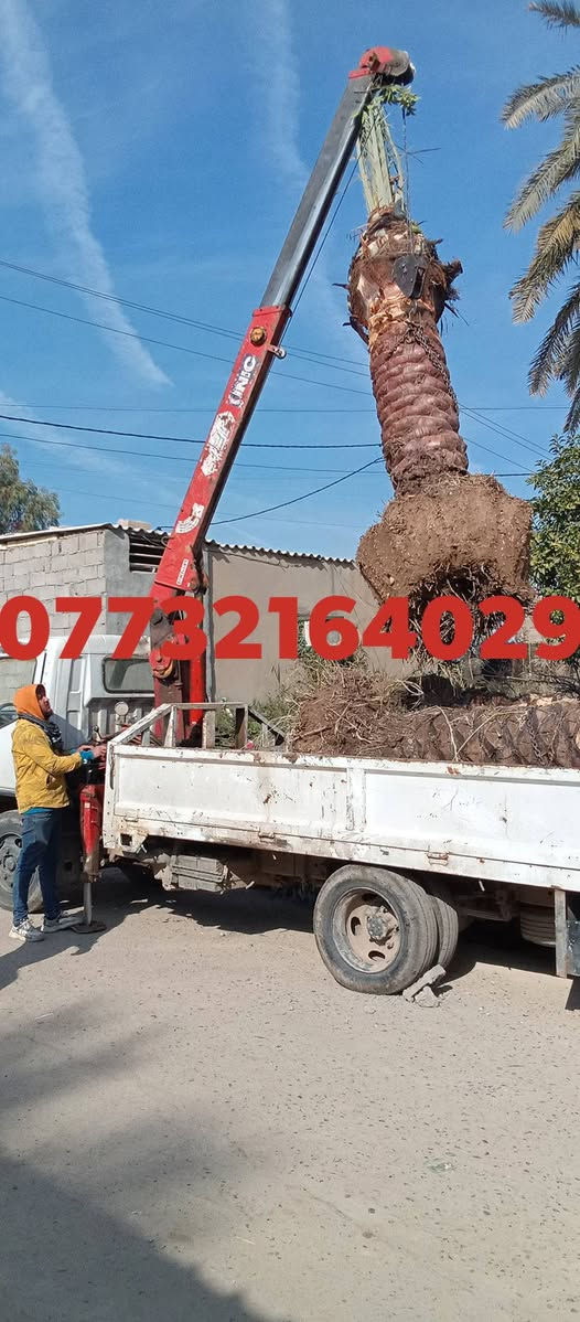 ياالله السلام عليكم ورحمه الله
تتوفر امايات قلع بطينته 
من متر واكبر حسب الطلب 
اصناف مختلفه عنوان واسط الصويره 
***********
***********
