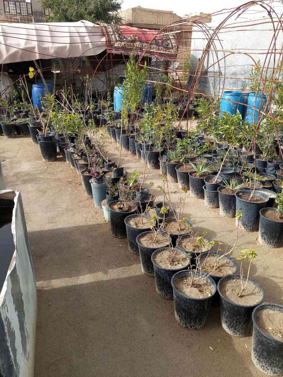 السلام عليكم مشتل الحوراء في منطقة    السطعش قرب محطة وقود الاحمدي قرب مقر الفوج مقابيل معمل شتايكر عاصي الكعبي مقابيل صورة الشهيد احمد ناصر علوان الفريجي الموجوده على شارع الستين الشارع الموجود مقابيل الصوره سابع قطعه موقع مشتل الحوراء وهو من اكبر المشاتل في سبع البور يوجد لدينا النبك التفاحي البصرا وي ولتكي والاولفيرا والياس والثيل الهندي والفكس والكابرس والتين والزيتون والرارنج والنومي حامظ والسندي والعنب والرمان والبنبر والجهنمي والخوخ والمشمش والمينه والمطاط العراقي والياباني وشوكة المسيح وورد الجوري السلطاني والتركي والعراقي والايراني والصبار وتوجد. لدينا الاسمده الكيماويه الداب وال ان. بي. كي  عالي الفسفور والمتعادل والمركب والحديد ولاسمده العضويه والبيتيموس والسنادين الفارغه للزراعه والمبيدات الزراعية ونحن علا استعداد لزراعة الحدائق العنوان منطقة سبع البور السطعش مقابل صورة الشهيد احمد ناصر علوان الفريجي  هاتف***********  والثاني ***********. ومن الله التوفيق للجميع
