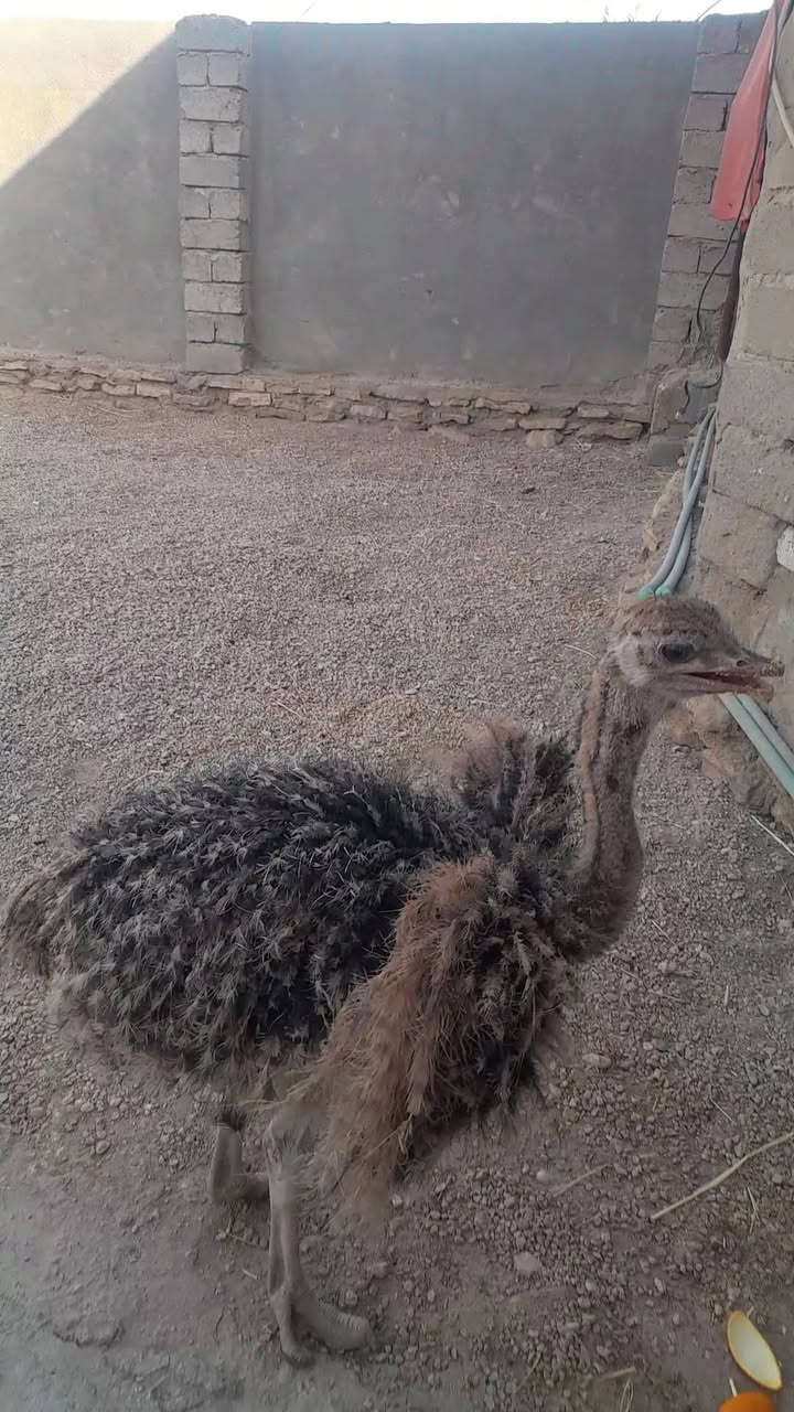 فحل نعام لعوب وصاحي عمره ٣ اشهر الشراي يراسني او ينتصل ***********مكان سماوه الهلال

