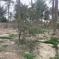 ٥ دونم • أكثر من ٢٢٠ نخلة • حوض سمك ٤٠٠٠٠م³