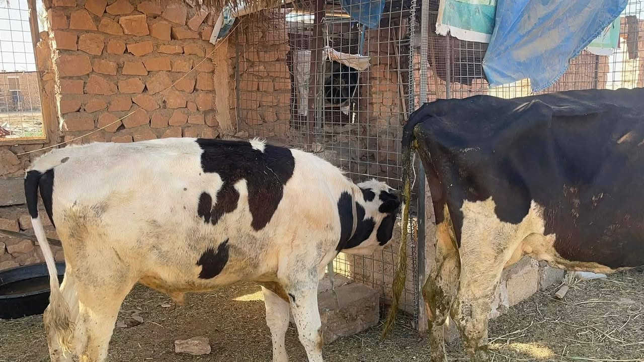 يوجد لدينا هوايش للبيع عدد اثنين *********** المكان عانه الانبار
