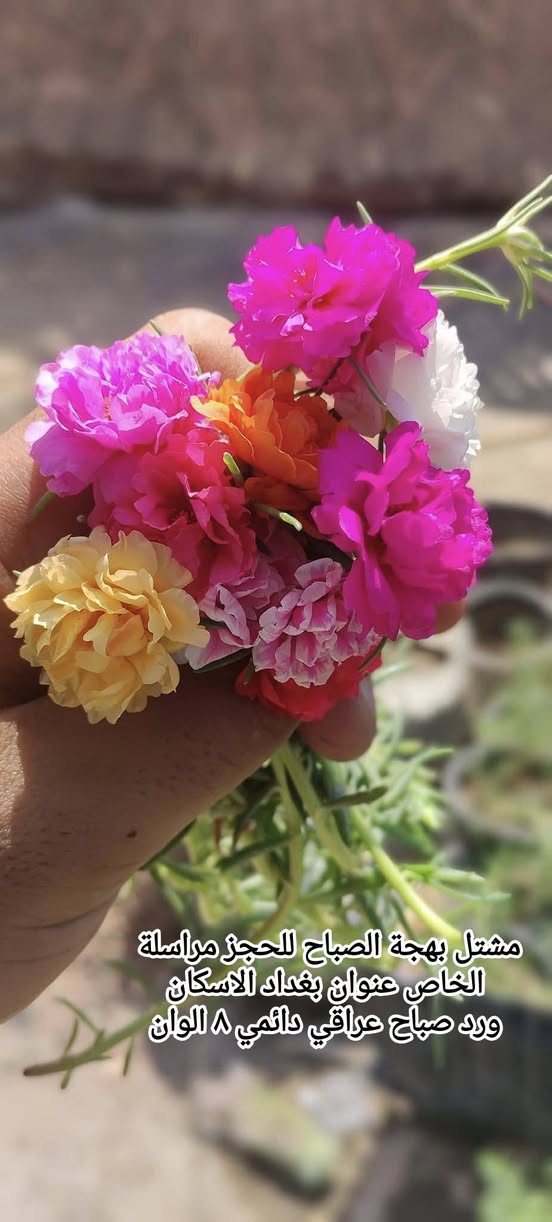 سلام عليكم 
متوفر ورد صباح ٨ الوان غير مورد حاليا سعر سندانة ٣٠٠٠ وبقية تفاصيل بلصور عنوان بغداد الاسكان


**إذا كنت صاحب هذا الإعلان وتريد حذفه لأي سبب، رجاءا أرسل رسالة إلى الدعم الفني**