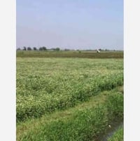 الصويره طريق الشحيميه • ٥ دوانم • طابو ٢٥ حصة