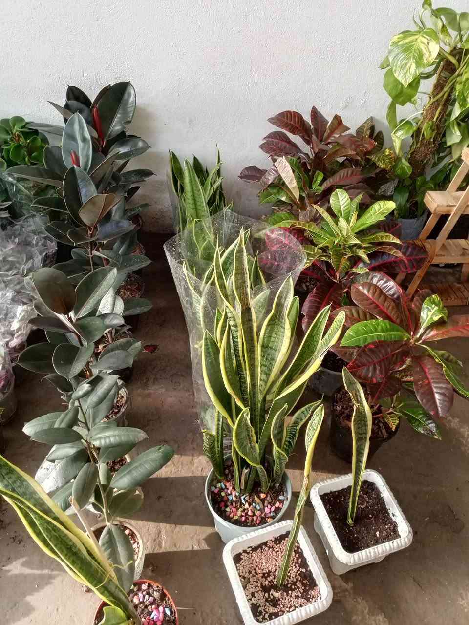 جمعه مباركه  اللهم صلي على محمد وال محمد تم وصول وجبه جديده من الضليات بأنواعهه والحمضيات والورد الجوري بأنواعه واحجامه والورد الايراني بمختلف الالوان وبأسعار تنافسيه يعني بسعر الجمله وعنده جمله لاصحاب المشاتل وعنده توصيل هم كل مناطق المسيب يعني تريد تزورنه مليون هلا مالك خلك مابيك حيل اتصل وكلشي يوصلك لباب بيتك عنوانه مسيب حي المعلمين قرب سكت القطار مشتل الشمري ***********
