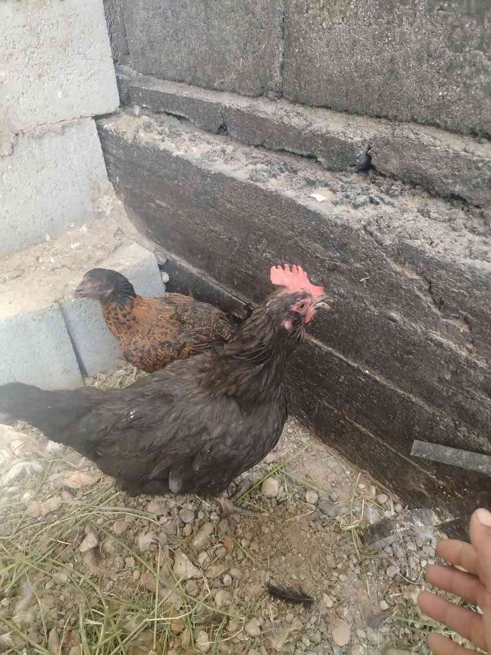 متاح دججتين عرب بس تك عين وحده بياضه وحده بعدي فروجه السعر 20 الف مكاني هيت


**إذا كنت صاحب هذا الإعلان وتريد حذفه لأي سبب، رجاءا أرسل رسالة إلى الدعم الفني**