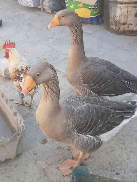 السلام عليكم من رخصت #الادمن
متاح زوج ابطوط مظربات بكوبرا  السعر 60
الديج الابيض ب10
و 2 ديوجه ابو اركيبه الواحد  15 
المفسيفسات حايلات  زوج ب100  النثيه جانت اتبيض وحاليا گطعت 
وعندي اثنين مخلفات فحل ونثيه الزوج  40 
مكاني نجف وهذا رقمي  ***********
