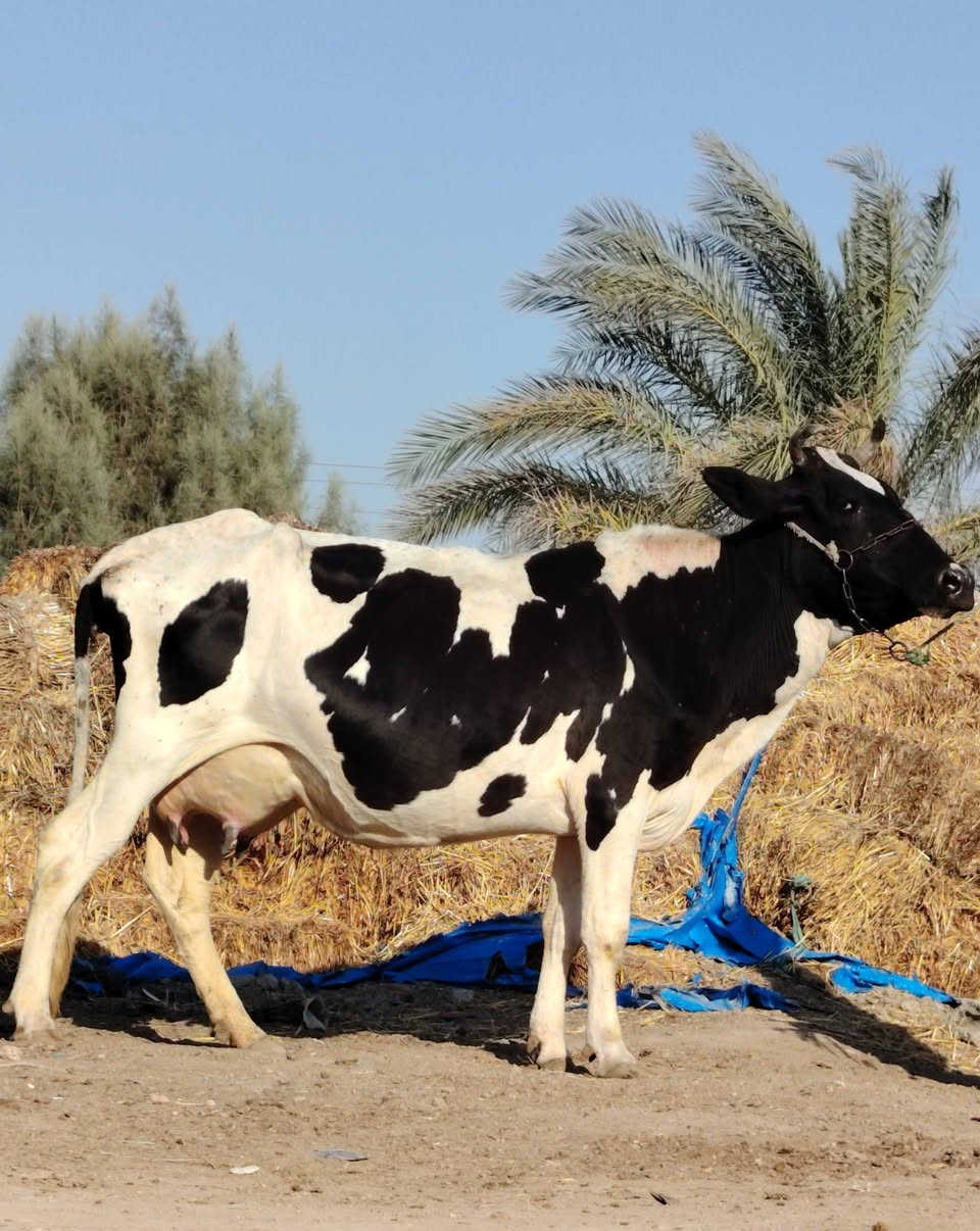 ماشاء الله تبارك رحمان دابه أم ثالث بطن وراها عجل تحلب وكتين وينه ليدور دابه مالت جناي مينه مجنيه يواحد يحلبهه صاحبت ماعون وشطر وهشه بلحليب شرط لحليب ودسامه مالت عايله حلوه وخشنه مشروطه كافه شروط لجني لسعر 2800 لمكان بابل شوملي لسفسار،، ***********,///***********
