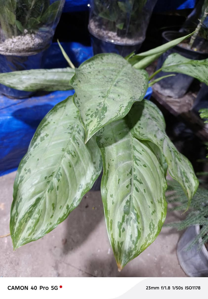 وجبة جديدة من الظليات
#وصول_نباتات_داخلية_متنوعة 🪴

  زورونآإ تـ♥̨̥̬̩جـ♥̨̥̬̩دون مـ♥̨̥̬̩آإيسرگ♥̨̥̬̩مـ♥̨̥̬̩

#مشہتہلہ_الہناعہوريہ_لہنباتہاتہ_الہزيہنة👩🏻‍🌾
🏠﮼العنوان :-
#صلاح_الدين/#قضاء_الدور/#قرب_البانزينخانه

#للحجزوالتوصيل 🚘
يرجى الاتصال برقم الاستاذ سعيد☎️
‭+٩٦٤ ٧٧٠ ٢٠٥ ٥٩٦٤‬


**إذا كنت صاحب هذا الإعلان وتريد حذفه لأي سبب، رجاءا أرسل رسالة إلى الدعم الفني**