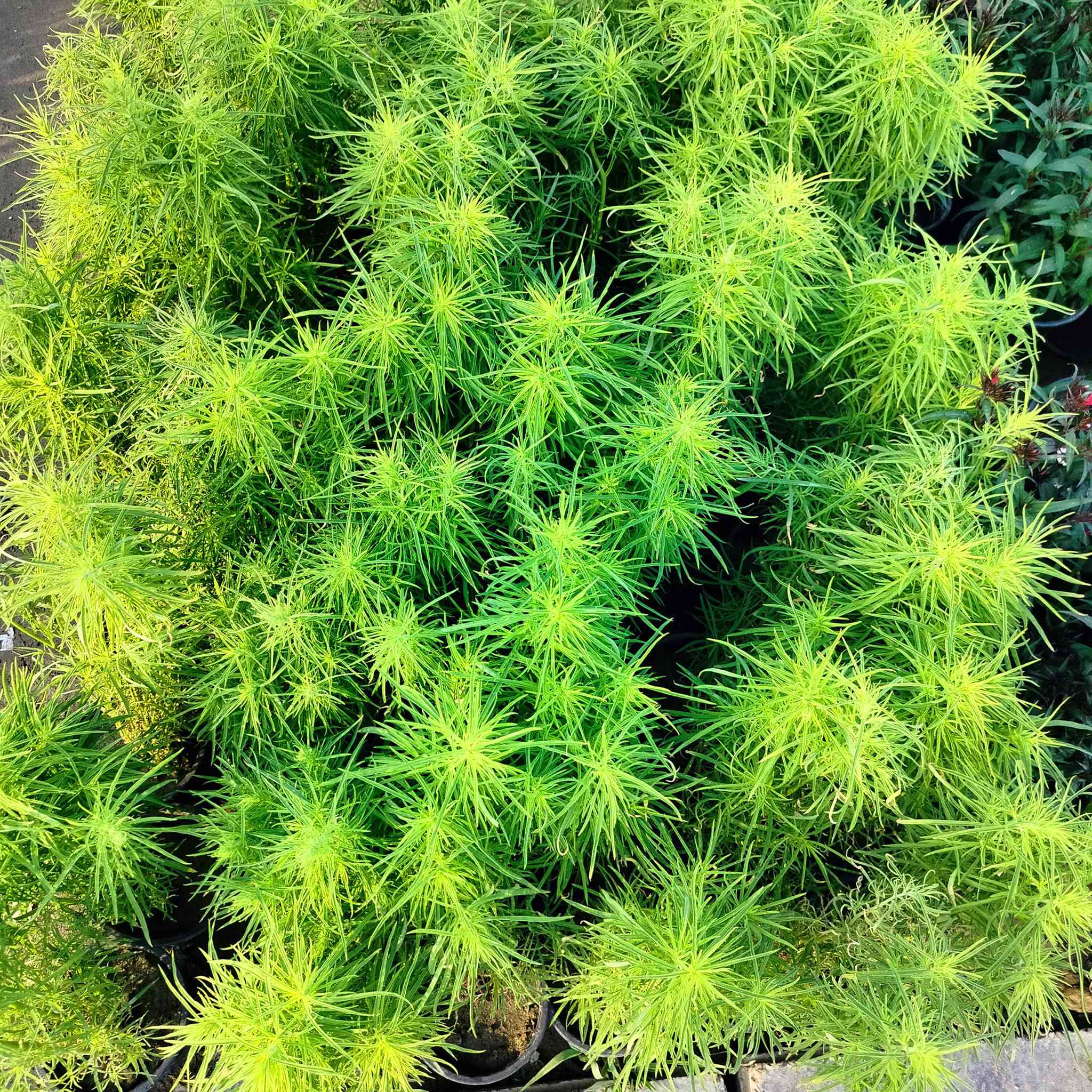 جميع نباتات الزينة متوفرة في مشتل النورين
بغداد العبيدي الشارع العام قرب فلكة حي النصر


**إذا كنت صاحب هذا الإعلان وتريد حذفه لأي سبب، رجاءا أرسل رسالة إلى الدعم الفني**