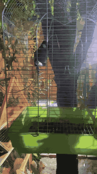 بلبل للبيع اليف قفص الطير ميسكت يغرد باليل وبالنهار الله شاهد ياكل من الايد جان اليف الله شاهد بس هملتة 
عنواني بغداد الشعلة الرحمانيه 
سعر ٧٠ وبي مجال 
***********
رقمي للتواصل
