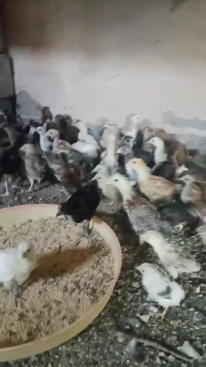 افراخ عرب اصلي
الزوج 4قفل 
العمر 25
العنوان بغداد المشاهده 
اخىر 120
وتساب ‏‪***********‬‏
