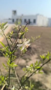 إزهار النباتات • توصيل • بابل