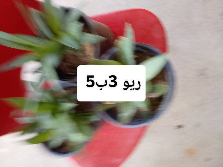 اتوفر نباتات خارجيه البيع يوجد توصيل داخل بغداد بعض المناطق ,,،🌿🌺🌱🚗🍀☘️🚘🌿🌺🌱🚗🍀☘️🚗🚗🚗🚗


**إذا كنت صاحب هذا الإعلان وتريد حذفه لأي سبب، رجاءا أرسل رسالة إلى الدعم الفني**