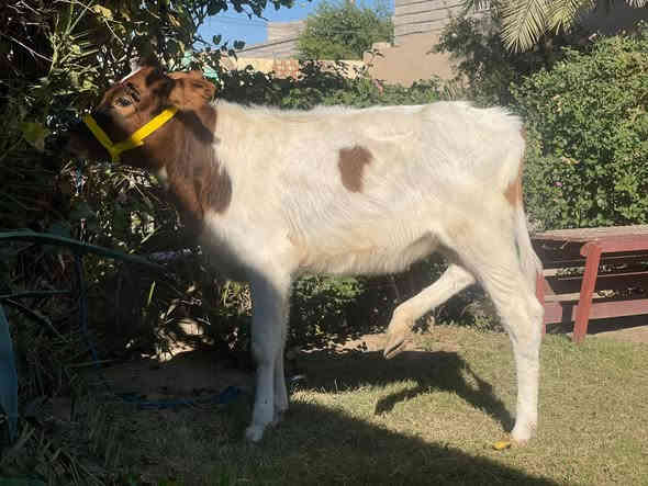 السلام عليكم حوليه هولنديه  شرط رقم واحد
السعر بلاش البلاش 750وبيها مجال
اچل وشرب شرط واچل فول فول
 المكان صلاح الدين الشرقاط الخضرانيه
***********
