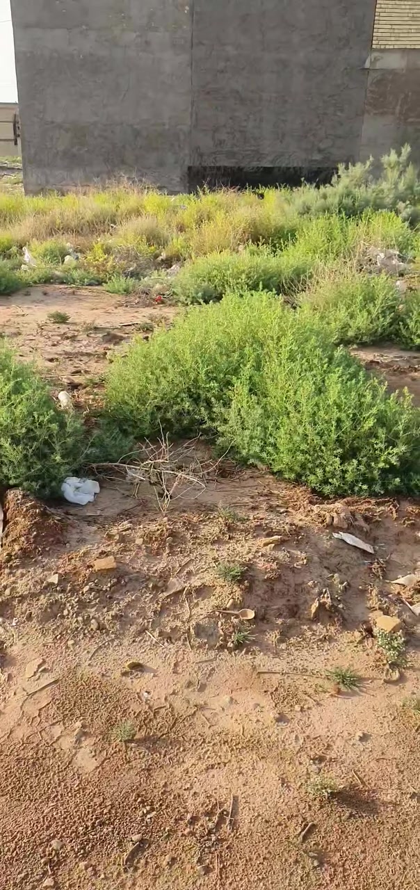 للبيع قطعة أرض مميزة في منطقة الثعالبة – مربع 8000
🔹 المساحة: 100 متر مربع 🔹 سند طابو صرف 🔹 موقع مميز وقريب من الخدمات 🔹 تصلح للسكن والاستثمار 🔹 إمكانية التقديم على قرض الإسكان 🔹 المنطقة مأهولة وتشهد تطورًا عمرانيًا
💰 السعر مناسب وللجادين فقط
📞 للتواصل والاستفسار (واتساب): ***********
