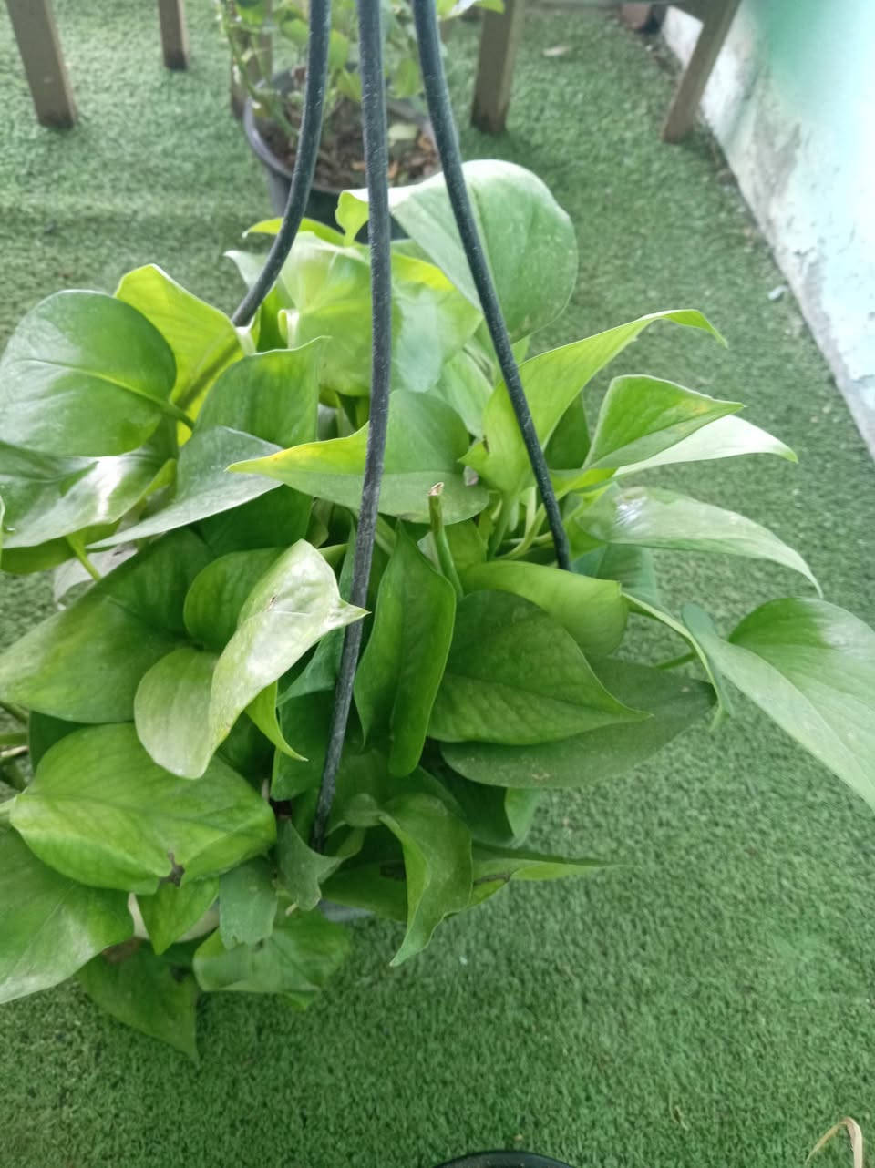 وللبدايات الجديدة
نقول اهلا☘️🪴 
حان الوقت لكتابة قصة جديدة مع نبتة ترافق ايامنا بكل الوانها ☘️🫶🏻 💓و صبحكم الله بالخير متابعيني الكرام
أسعد الله صباحكم  بكل خير متابعيني الكرام 🌹
🌹
نورتوا المشتل وكل يوم نفاجئكم بالأجمل 🌿✨
اللي يحب الخضار والزرع لا يفوّت هالوجبة وصلت تبارك الرحمن… 
متوفر في مشتلنا 🪴🪴🪴🦋💕
للبلاب مرمري
بنت القنصل
كلانشو ابيض
كلانشو وردي
كلانشو مطعم
للبلاب تعلاكه
دنفاخيا قزمي
📩 للاستفسار والمراسلة عبر الواتساب:
***********
🚚 خدمة توصيل داخل ناحية الحمزة فقط
🧑‍🌾 ويوجد كادر متخصص للتنظيف والزراعة
📍 العنوان:
بابل – الحمزة الغربي
حي الحسين – قرب عباس برهي للجملة
مقابل مدرسة المكرمه 
💚 زيارتكم تشرفنا ونورتونا بأي وقت

🌿

🌿
