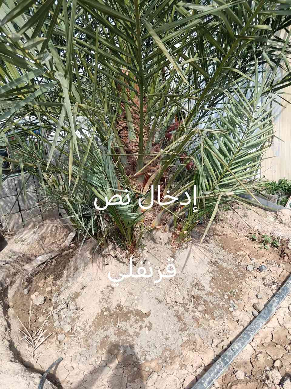 سلام عليكم خوان مزرعه كامله اول سنه نبدي بل شلاع
الاصناف
مجهول
صقعي
اخلاص
برحي 
عجوه
قرنفلي
فحل غنامي ضمان الصنف وضمان الي تريده انته ولقلع بحضور المشتري شراي اتصل واني خادم رمش اني اخابرك
***********المكان واسط واسط واسط كوت
