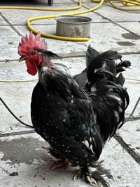 ديج ودجاج • دجاج عرب • ام الخيل