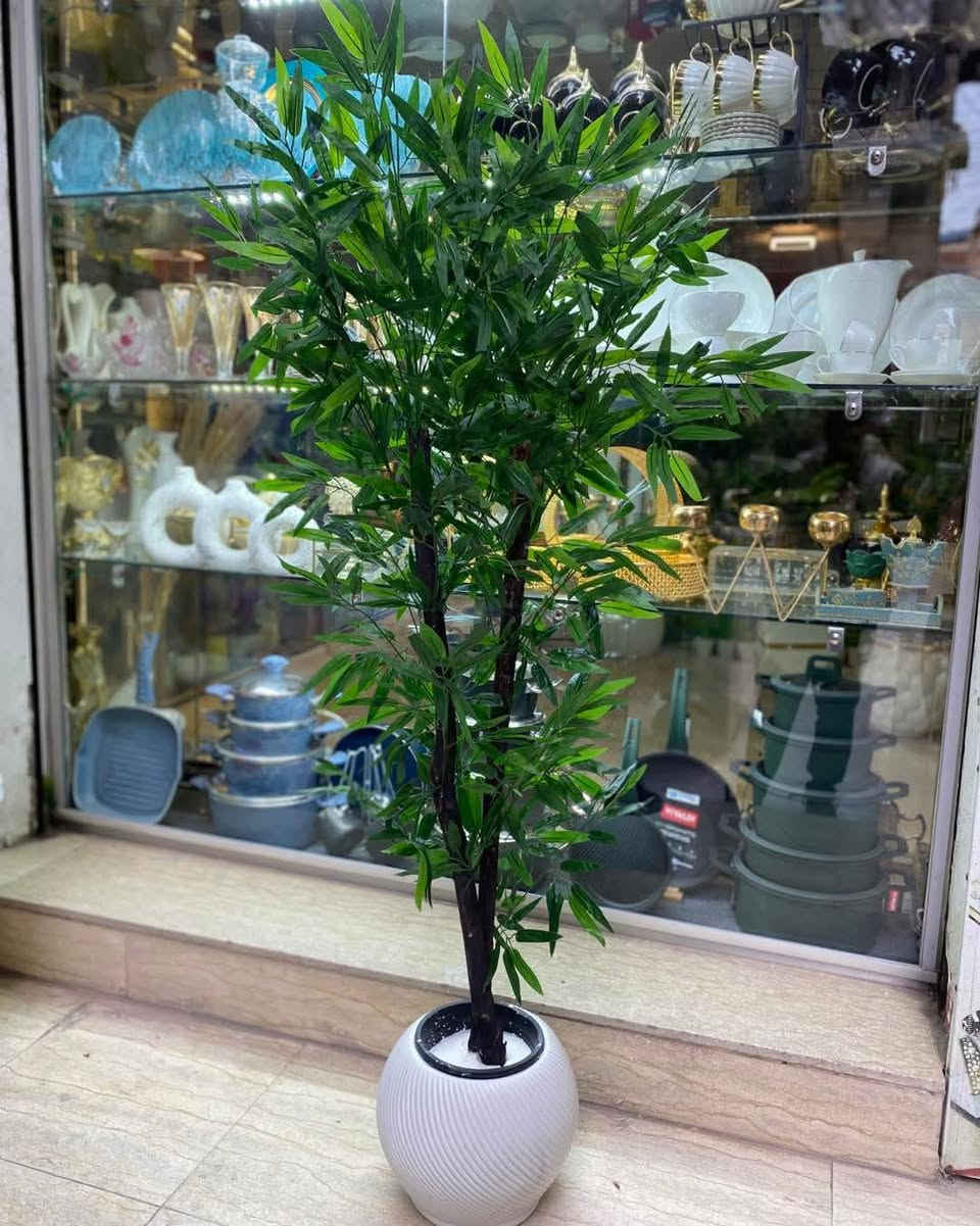 شجرة الصفصاف الجميله متاحه 
 جاليري كنوز ♥️✔️


**إذا كنت صاحب هذا الإعلان وتريد حذفه لأي سبب، رجاءا أرسل رسالة إلى الدعم الفني**