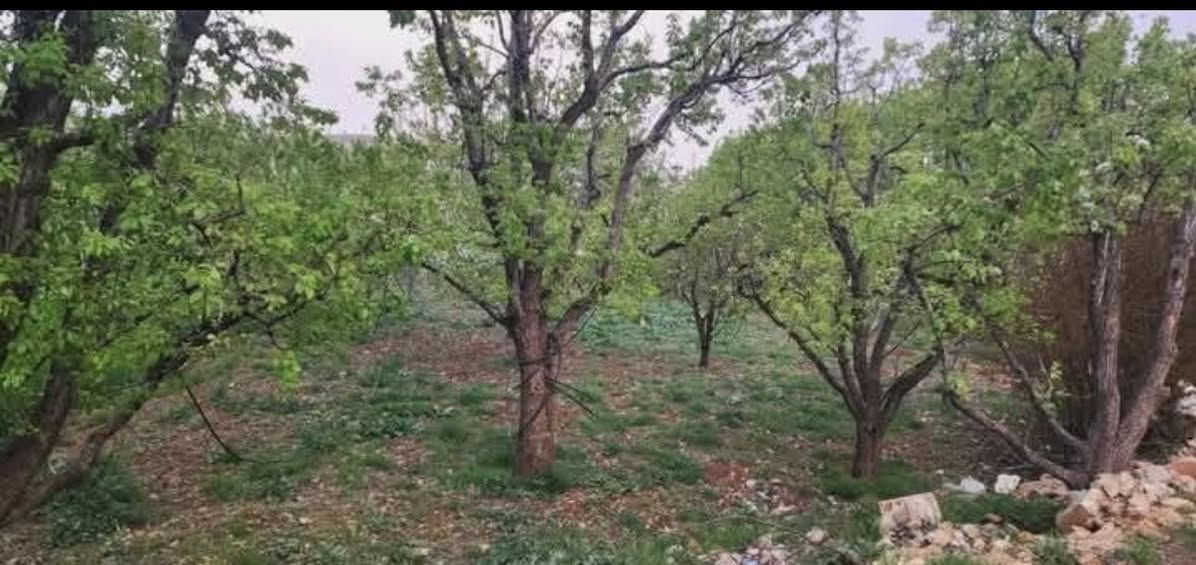 السلام عليكم. اخواني عرض فقط المدت يومين قرار (177)35سنة بسمك العقد تكدر تملكة البستان كل النواع الزرع بية ابس تصرف علية واذء اتريدها عقد يضل عندك 35سنة تكدر افتحلك مشروع شاليهات مثل المساطحة تأخذها من دولة 
سعرالدونم واحد  75 بية مجال(10دوانم)
اللاستقسار ***********

