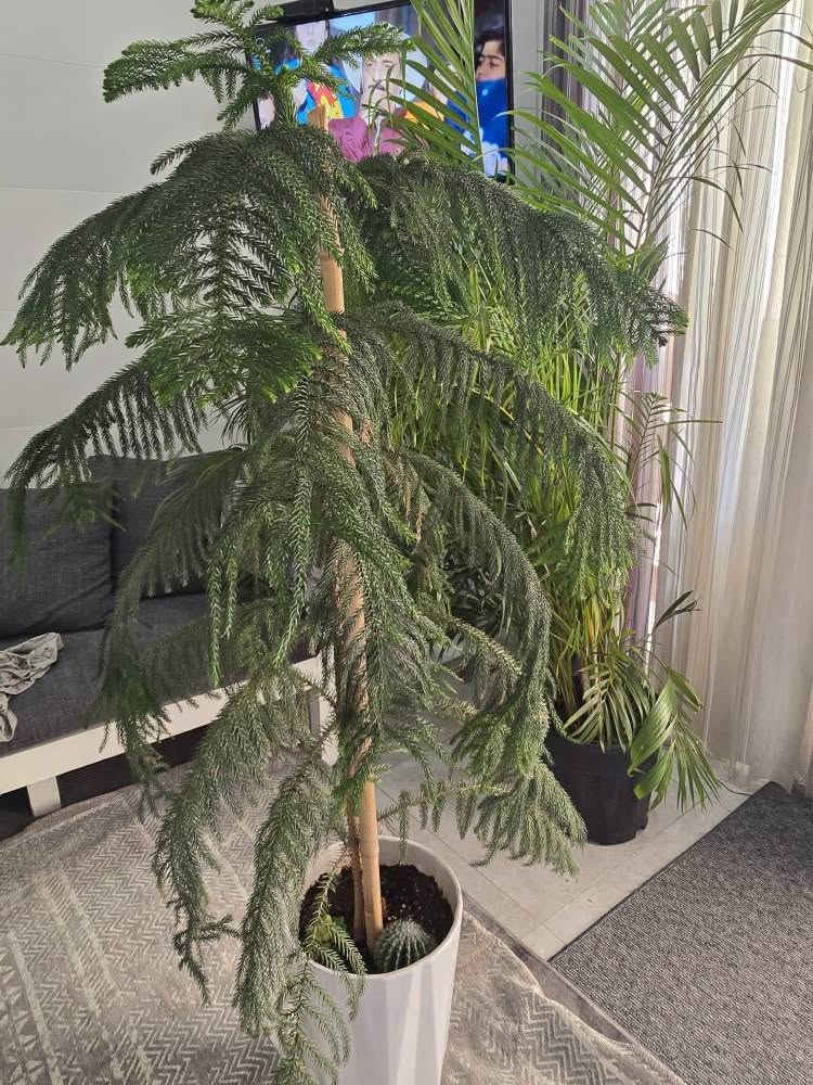 دار عیدمیلاد  نزیکەی  ١٤٠ سم   نرخی ٣٠ هەزار هەولێر أربيل, العراق


**إذا كنت صاحب هذا الإعلان وتريد حذفه لأي سبب، رجاءا أرسل رسالة إلى الدعم الفني**