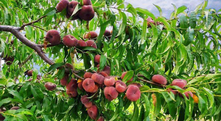 باقي عدد قليل اليريد يشتري  أشجار  خوخ كعكي  🥭🍑السعر  ٣٠٠٠🍑🍑🥭🍑🥭العنوان الانبار راوه الجديده آخر شارع بيت علي حماد محمد قرب جامع محمد الفاتح وعدنا توصيل راوه عانه القائم حديثه الرمادي الفلوجه هيت  بغداد العامريه والمنصور التوصيل حسب المكان


**إذا كنت صاحب هذا الإعلان وتريد حذفه لأي سبب، رجاءا أرسل رسالة إلى الدعم الفني**