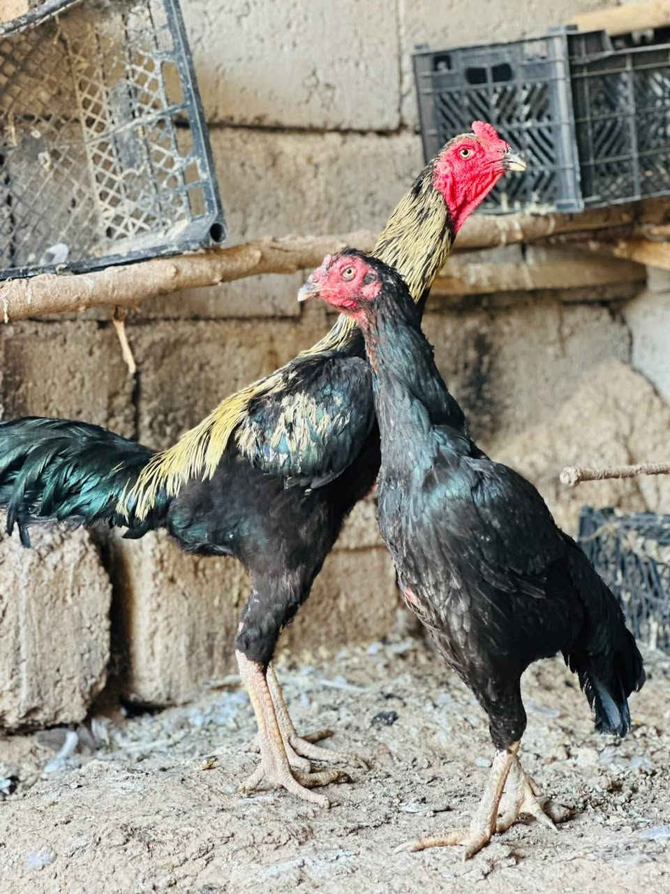 السلام عليكم ديج ودجاجه هراتي رقم واحد سعر ب٨٥ وبيهن مجال لشراي اتصل ودلل *********** مكاني اسديره عليا
