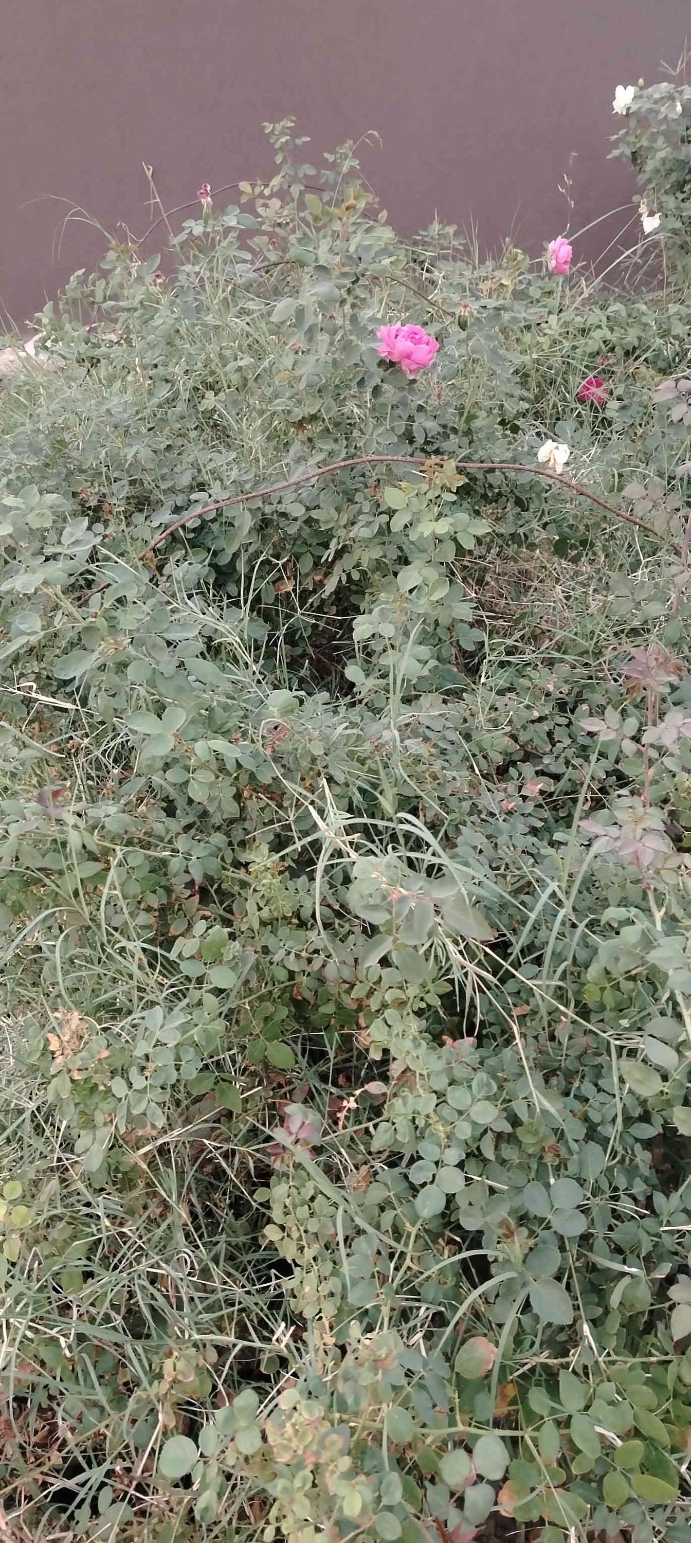 كلشي جاهز جمله مفرد طريق حله نجف الرارنجيه ماكو توصيل 
***********
