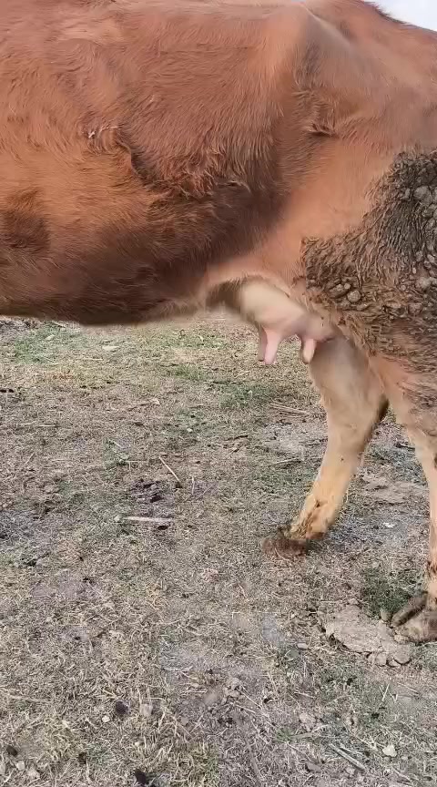 ياالله اللهم صلى على محمد وال محمد مطفل سمنتال متعهد كافه شروط الجني وراها حوليه  عليه عشار 4 اشهر متعهد من كل عيب شرط الحليب وقتين والدسمه خشانيه فكار ماعون شطر دابه فاخرة مكان بغداد ابي غريب شراي يتصل
واتس ***********
*********** يوجد توصيل حسب الاتفاق
