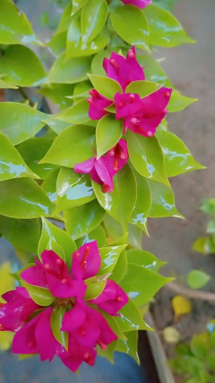 يتوفر شتلات ورد جهنمي و ورد الجمال 🥀
يصلح للحدائق في المنازل و المنتزهات و هي اشجار دائميه و ليست موسمية و تتحمل اجواء العراق الحاره و إذا حابين تزورونه موقعنا: ناضم رقم اربعه قرب محلات الساده للتواصل والاستفسار رقم (***********) واتساب (***********)
سعر الشتله:3000 دينار (سواء كان ورد الجمال او ورد جهنمي )
