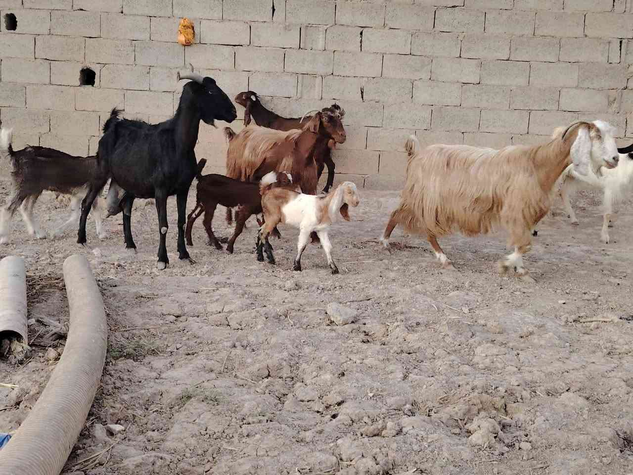 سلام عليكم. صخول مطافيل البيع مال جني  مكان بغداد النهروان شراي يخابر هذا رقمي ‏‪***********‬‏
