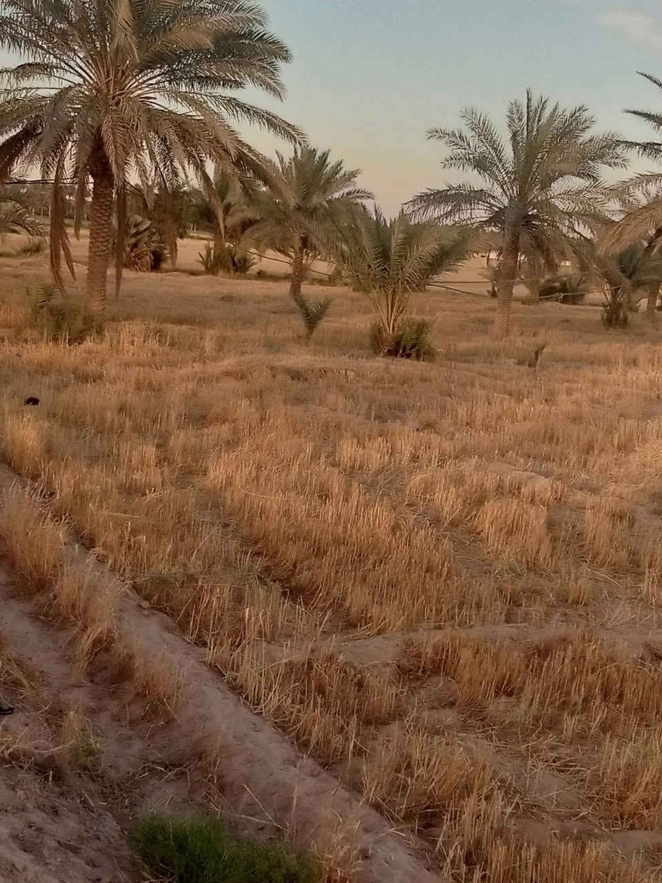‏سلام عليكم
 بستان للبيع المساحه  ٦ دونم تحتوي على اشجار مثمره من النخيل والسدر وبئر ماء وكهرباء سعر الدونم الواحد ١٥ مليون مع المجال الموقع  نجف كوفه البراكيه الجنوبيه  تبعد عن  الشارع الرئيسي ٣٠٠ متر للاستفسار ...
الاتصال على الارقام التاليه 
‏‪***********‬‏ا

