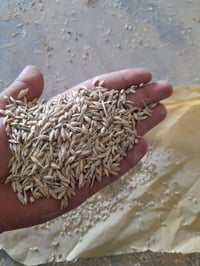 يتوفر لدينا شعير ابيض روسي . يوجد توصيل الى جميع محافظات  . للتواصل وا...