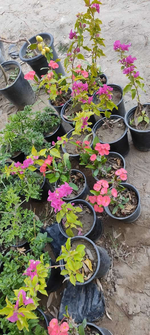 مشتل دخل ناحيه كنعان منطقه البدعه
يتوفر أشجار الحمضيات بأنواعها برتقال رارنج عنب حامض ..
يتوفر اشجار الورود السلطاني وغيرها ..
بانسب الاسعار 
جمله ومفرد 
للاستفسار الاتصال على الرقم التالي:***********
