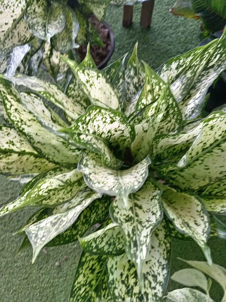 وللبدايات الجديدة
نقول اهلا☘️🪴 
حان الوقت لكتابة قصة جديدة مع نبتة ترافق ايامنا بكل الوانها ☘️🫶🏻 💓و صبحكم الله بالخير متابعيني الكرام
أسعد الله صباحكم  بكل خير متابعيني الكرام 🌹
🌹
نورتوا المشتل وكل يوم نفاجئكم بالأجمل 🌿✨
اللي يحب الخضار والزرع لا يفوّت هالوجبة وصلت تبارك الرحمن… 
متوفر في مشتلنا 🪴🪴🪴🦋💕
للبلاب مرمري
بنت القنصل
كلانشو ابيض
كلانشو وردي
كلانشو مطعم
للبلاب تعلاكه
دنفاخيا قزمي
📩 للاستفسار والمراسلة عبر الواتساب:
***********
🚚 خدمة توصيل داخل ناحية الحمزة فقط
🧑‍🌾 ويوجد كادر متخصص للتنظيف والزراعة
📍 العنوان:
بابل – الحمزة الغربي
حي الحسين – قرب عباس برهي للجملة
مقابل مدرسة المكرمه 
💚 زيارتكم تشرفنا ونورتونا بأي وقت

🌿

🌿
