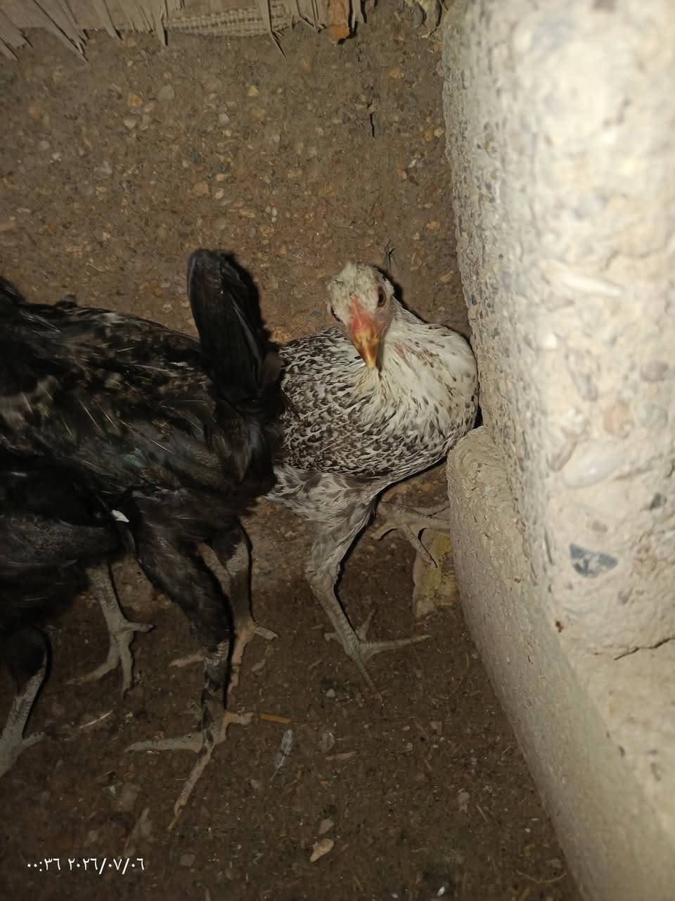 سلام عليكم ديوجه للبيع مال عرب سعر الواحد ب  8 ***********
