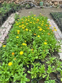 شتلات • ١٢ شتله • استرا كزانيا