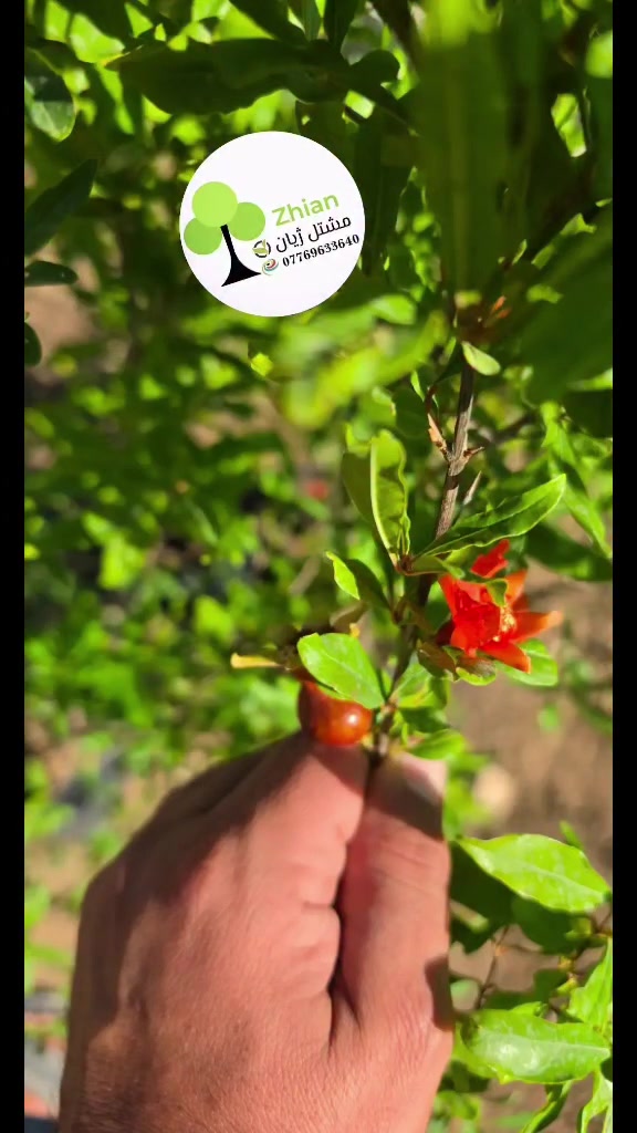#كوردستان #الزراعة_العضوية #العراقي #الزراعة #العراق #الزراعة_المنزلية


**إذا كنت صاحب هذا الإعلان وتريد حذفه لأي سبب، رجاءا أرسل رسالة إلى الدعم الفني**