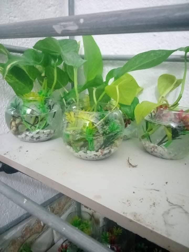 ‎دورق زجاج مع نبات اللبلاب ضلي دائمي متسلق
السعر 2 ب5000
توجد خدمة توصيل بالف‎ عمارة, ميسان


**إذا كنت صاحب هذا الإعلان وتريد حذفه لأي سبب، رجاءا أرسل رسالة إلى الدعم الفني**